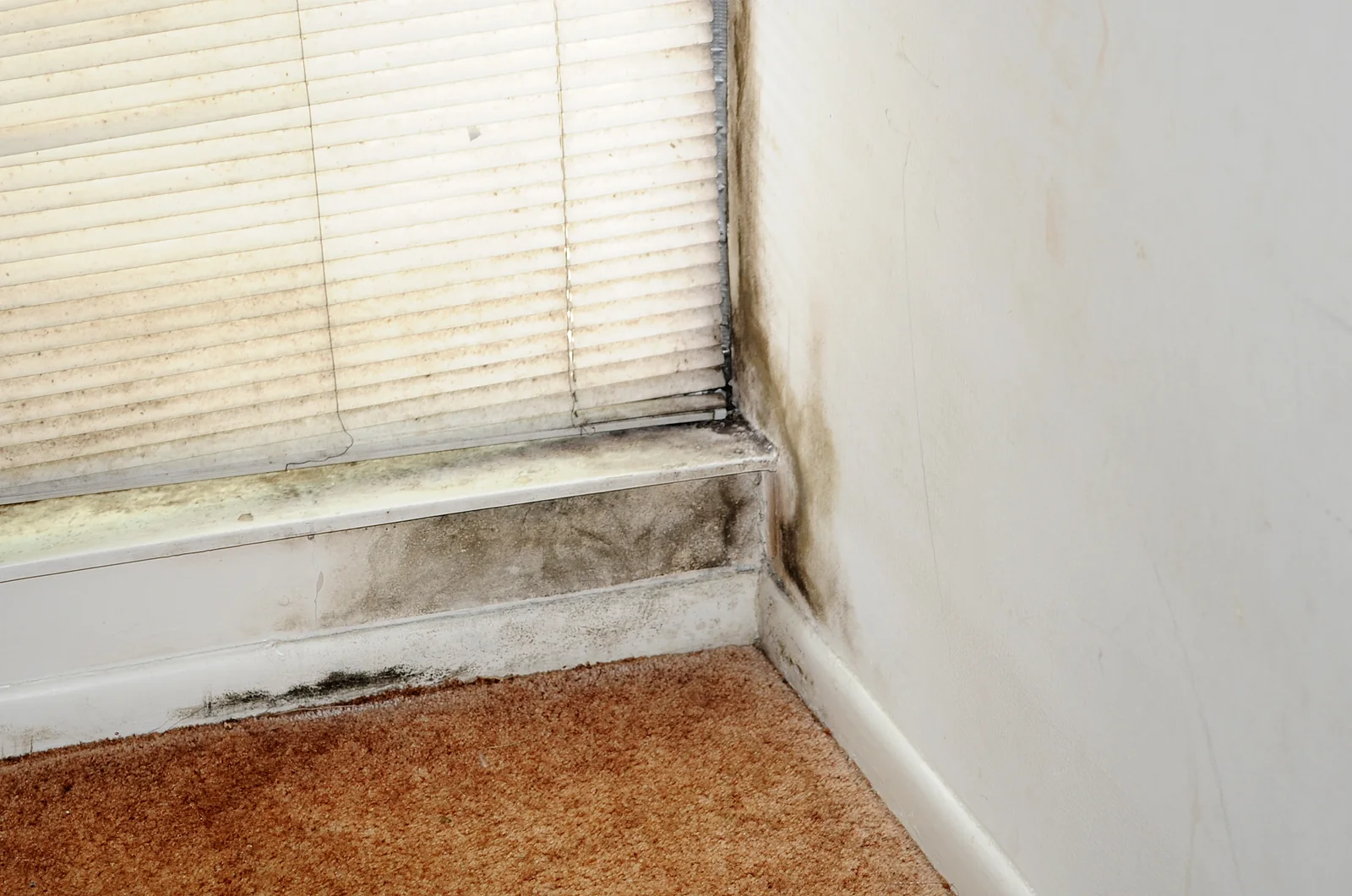 Mold growth spreading across a wall and window sill corner, a case for mold remediation in a Lancaster, CA home